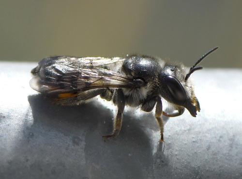 Megachile octosignata